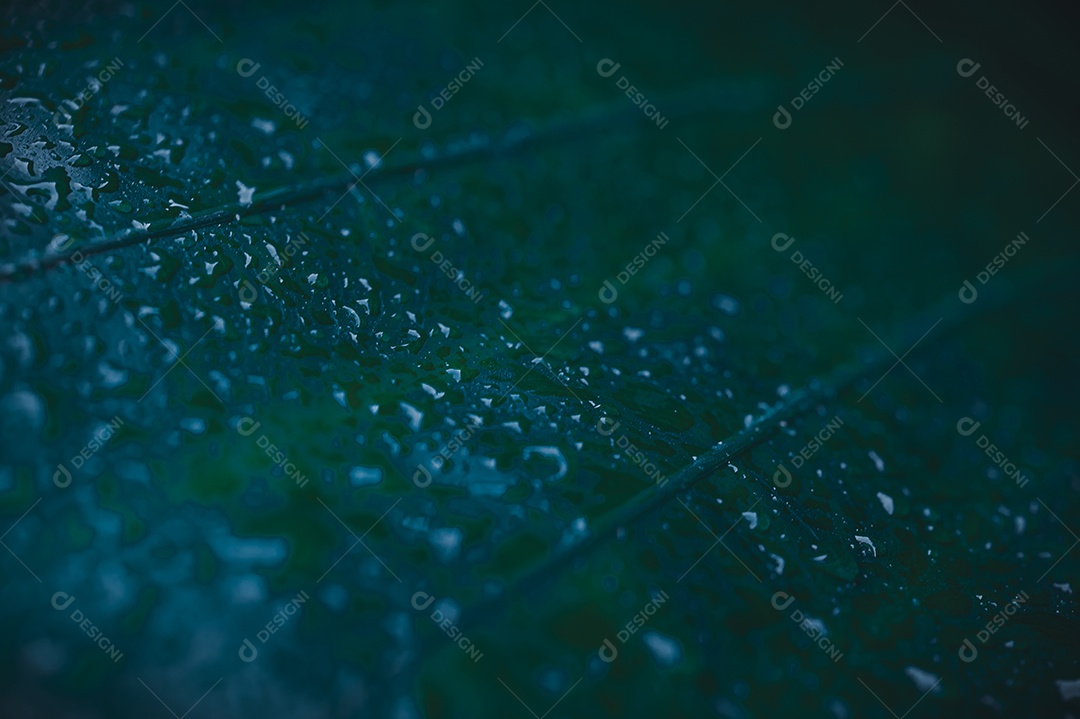 Gotas de água macro nas folhas amam o meio ambiente