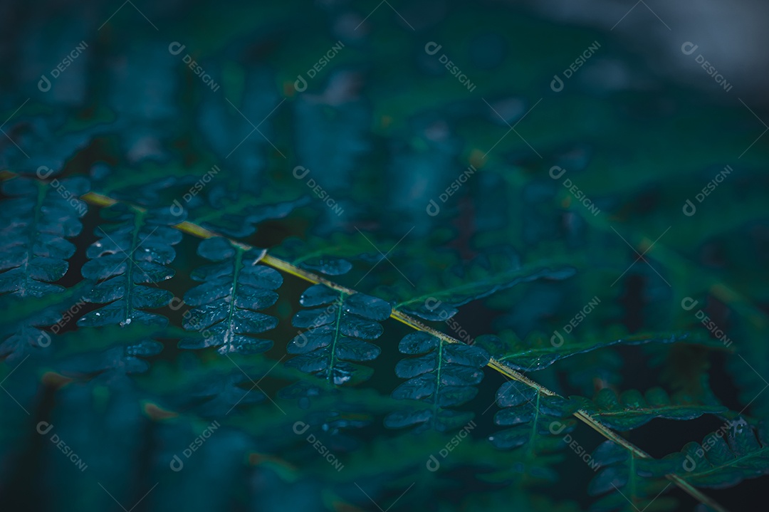 Gotas de água macro nas folhas amam o meio ambiente