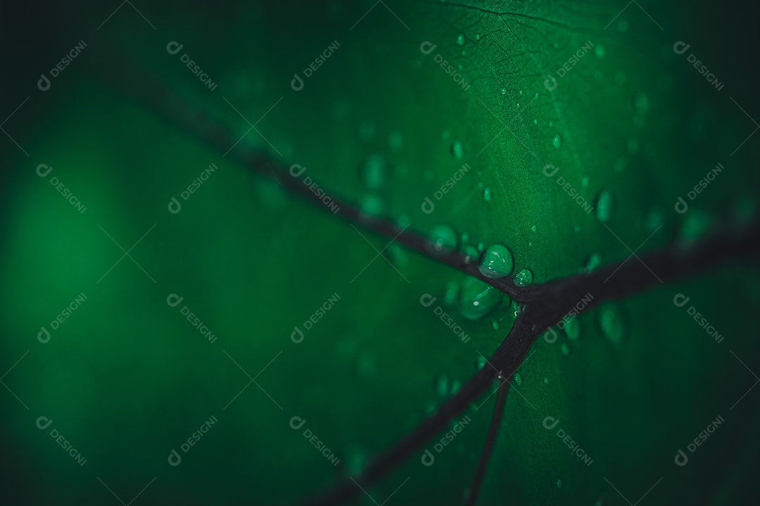 Gotas de água macro nas folhas amam o meio ambiente