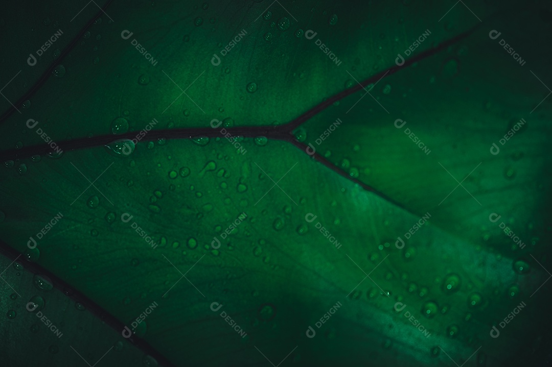 Gotas de água macro nas folhas amam o meio ambiente