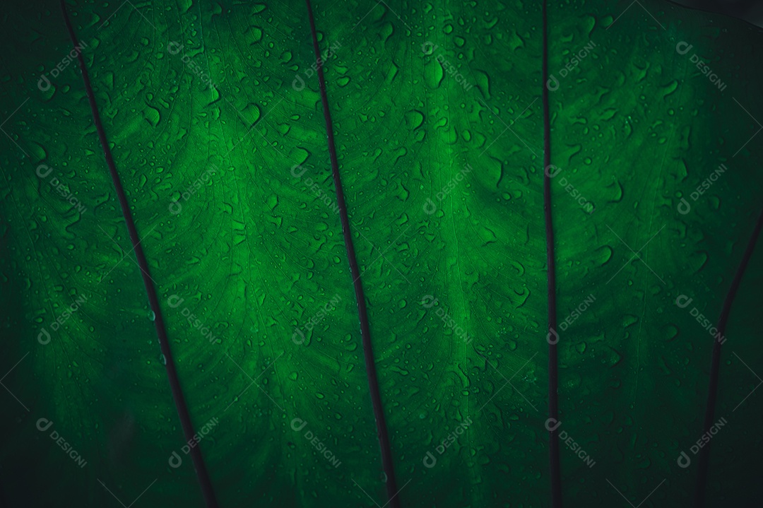 Gotas de água macro nas folhas amam o meio ambiente