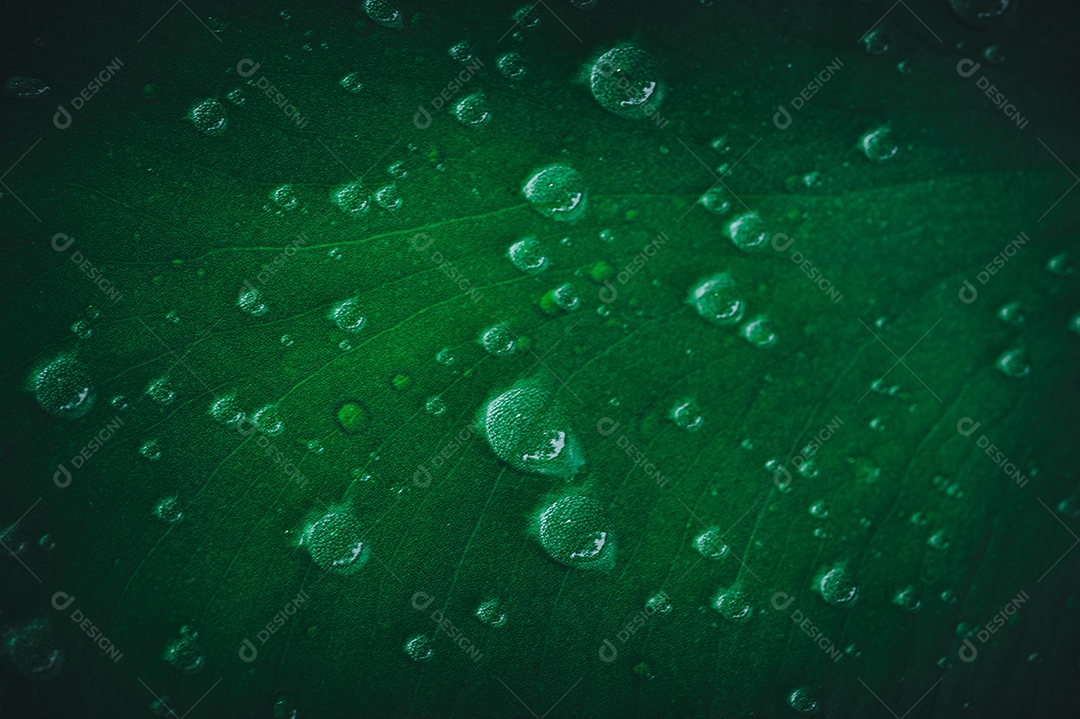 Gotas de água macro nas folhas amam o meio ambiente