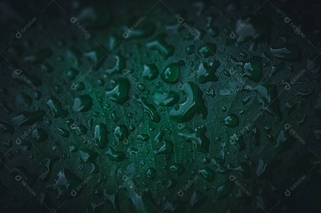 Gotas de água macro nas folhas amam o meio ambiente