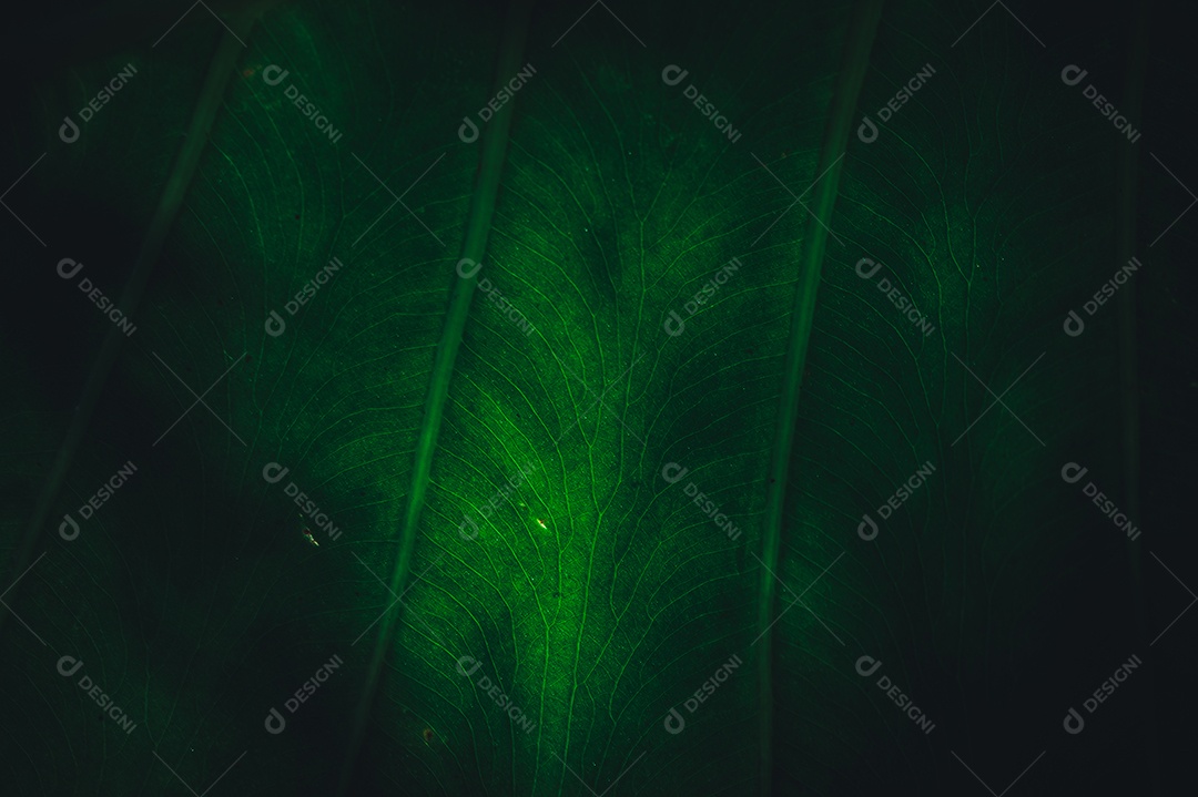 Gotas de água macro nas folhas amam o meio ambiente