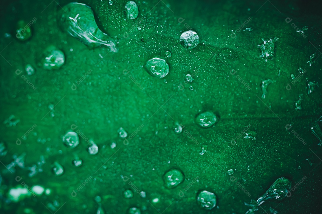 Gotas de água macro nas folhas amam o meio ambiente