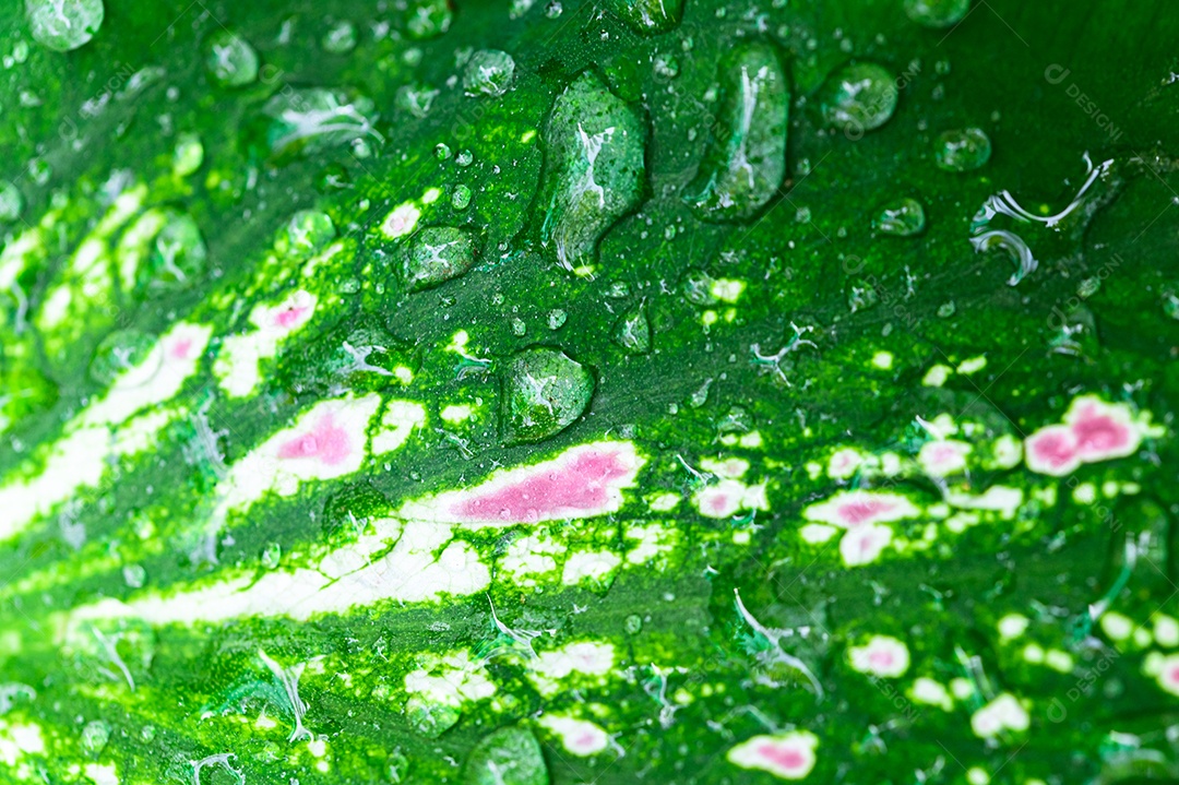 Gotas de água macro nas folhas amam o meio ambiente