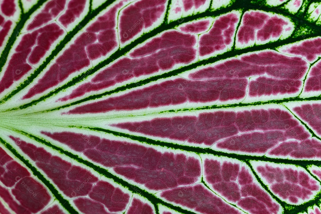 Gotas de água macro nas folhas amam o meio ambiente