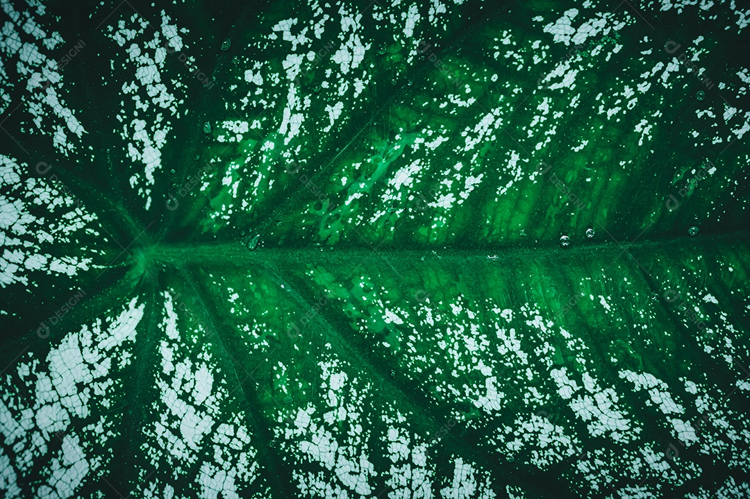 Gotas de água macro nas folhas amam o meio ambiente