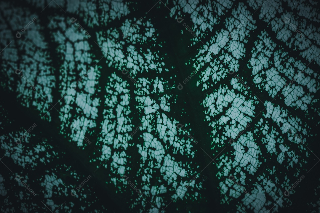 Gotas de água macro nas folhas amam o meio ambiente