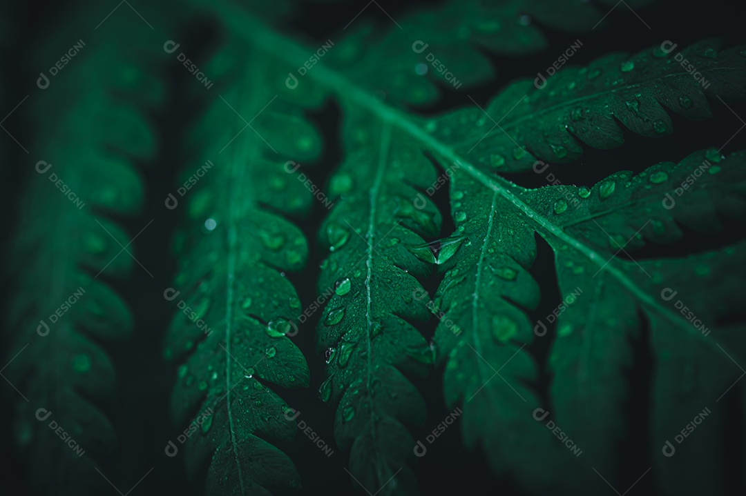 Gotas de água macro nas folhas amam o meio ambiente
