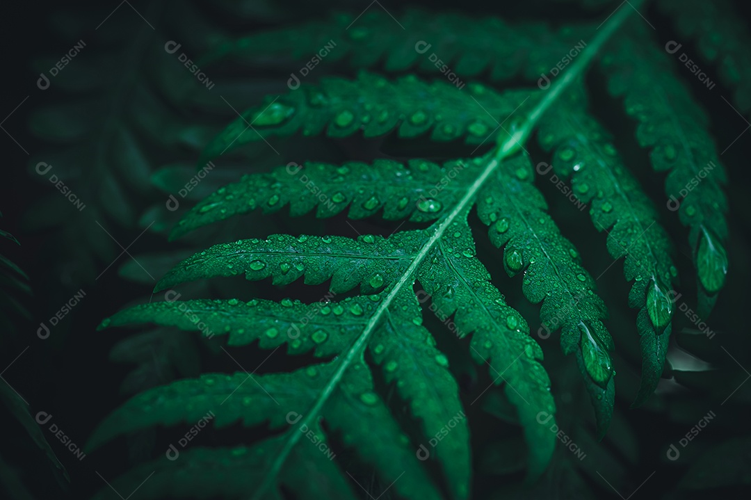 Gotas de água macro nas folhas amam o meio ambiente