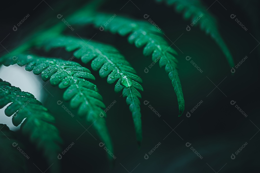 Gotas de água macro nas folhas amam o meio ambiente