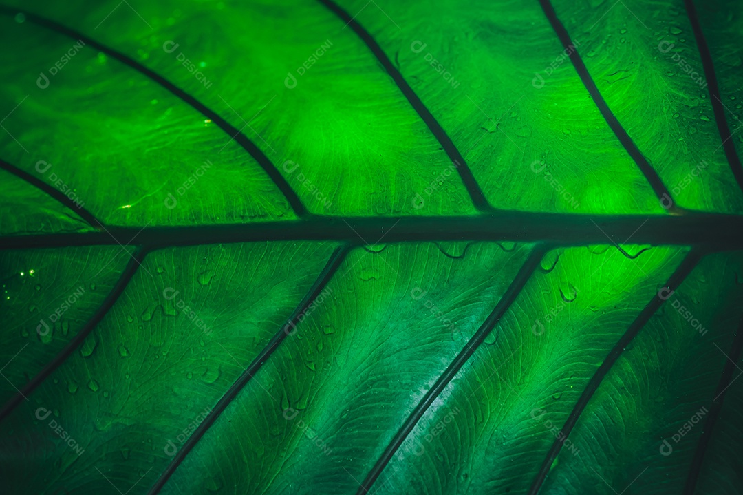 Gotas de água macro nas folhas amam o meio ambiente