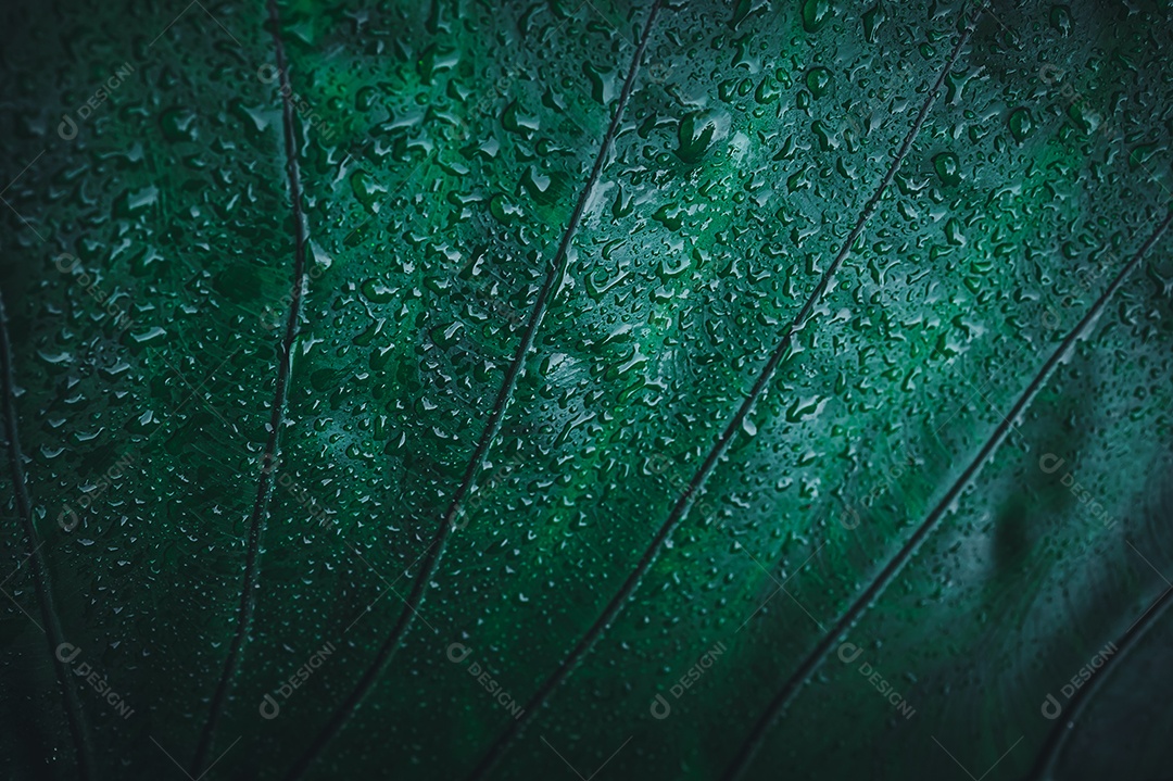 Gotas de água macro nas folhas amam o meio ambiente