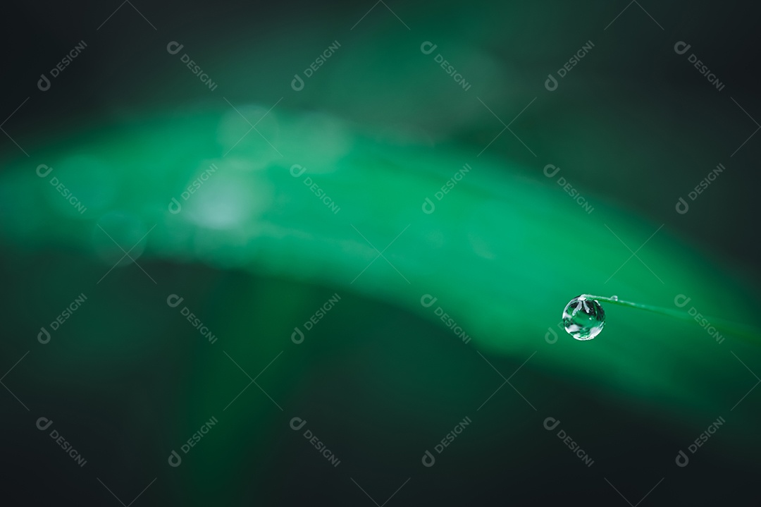 Gotas de água macro nas folhas amam o meio ambiente