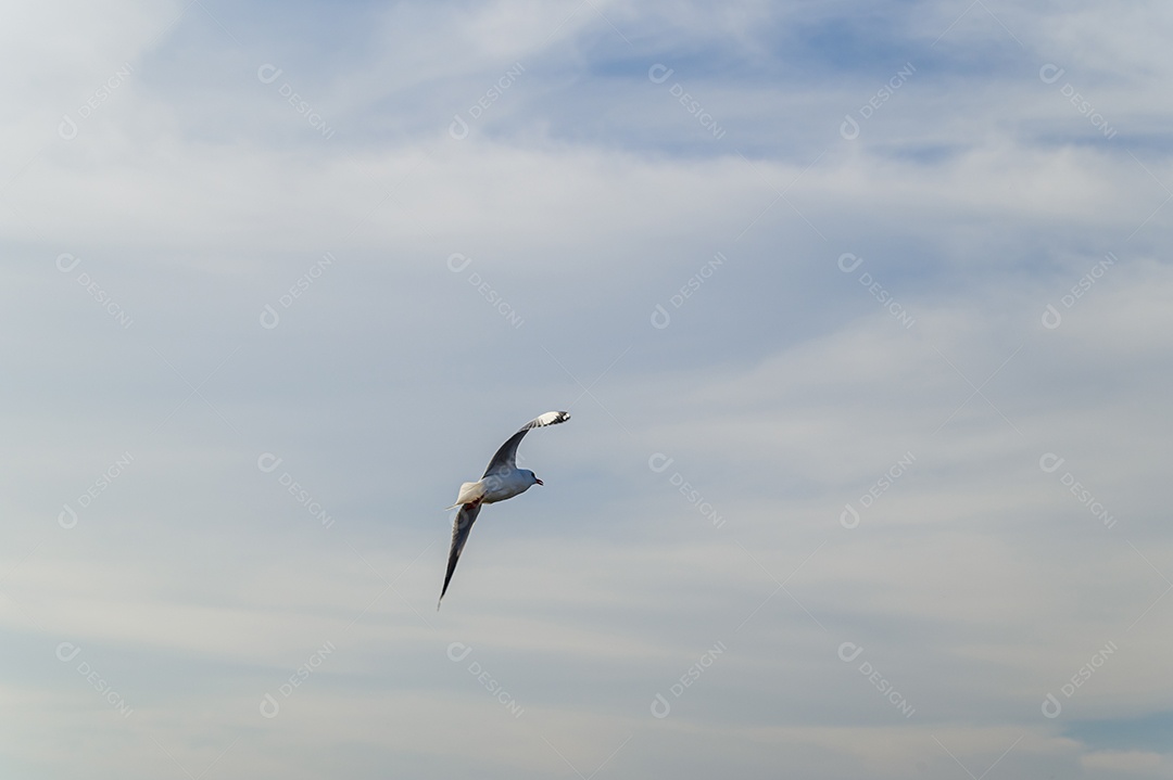 Aves, gaivotas, voando, acomodação, resorts, Bang Pu, Samut Prakan, Tailândia