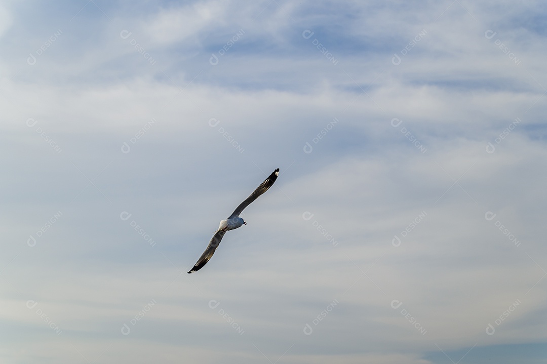 Aves, gaivotas, voando, acomodação, resorts, Bang Pu, Samut Prakan, Tailândia