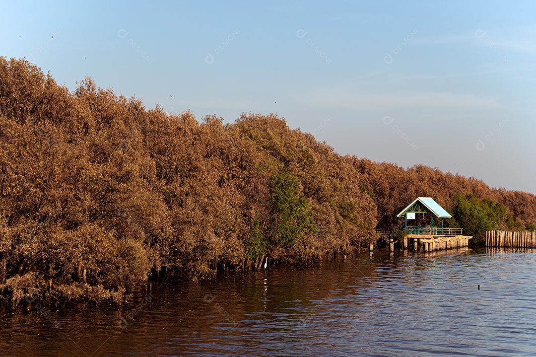 Arvores de mangue floresta de mangue