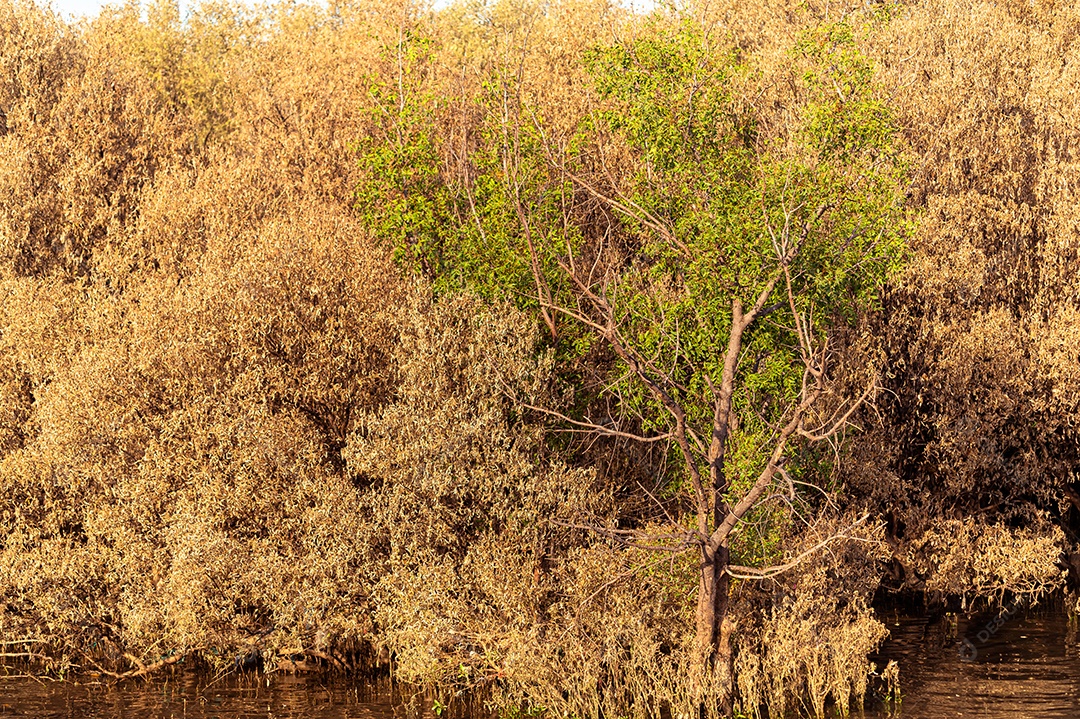 Arvores de mangue floresta de mangue
