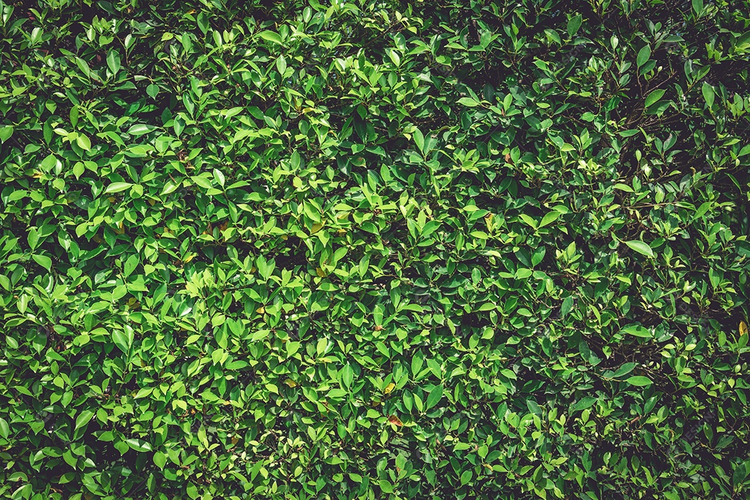 Fundo verde da planta da natureza da parede. Conceito de textura e papel de parede de árvore.