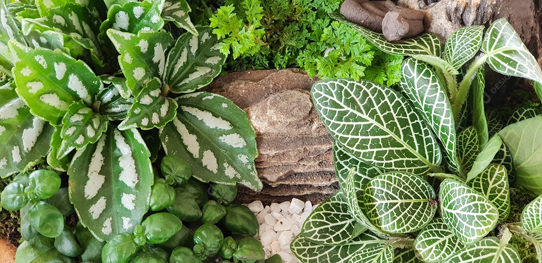 Jardim de plantas de natureza verde com pedra em fundo de panela pequena cachoeira.