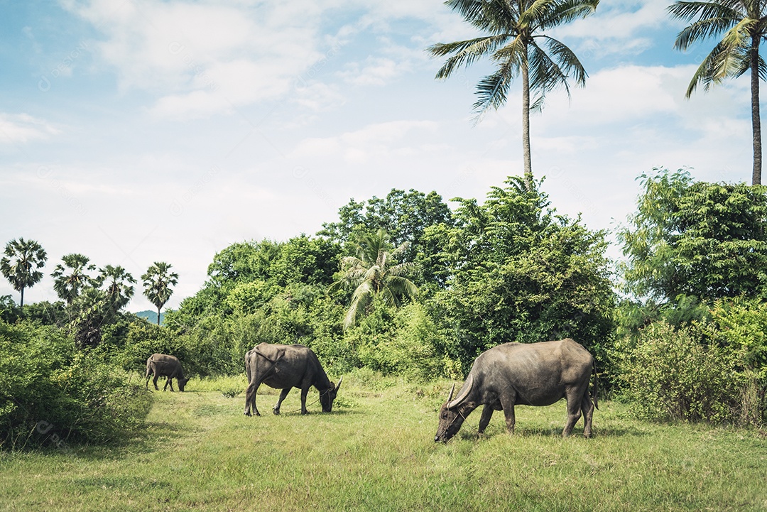 Rebanho de búfalos no campo de grama Prado. Búfalos comendo grama entre a natureza e coqueiro e céu azul com fundo nublado.