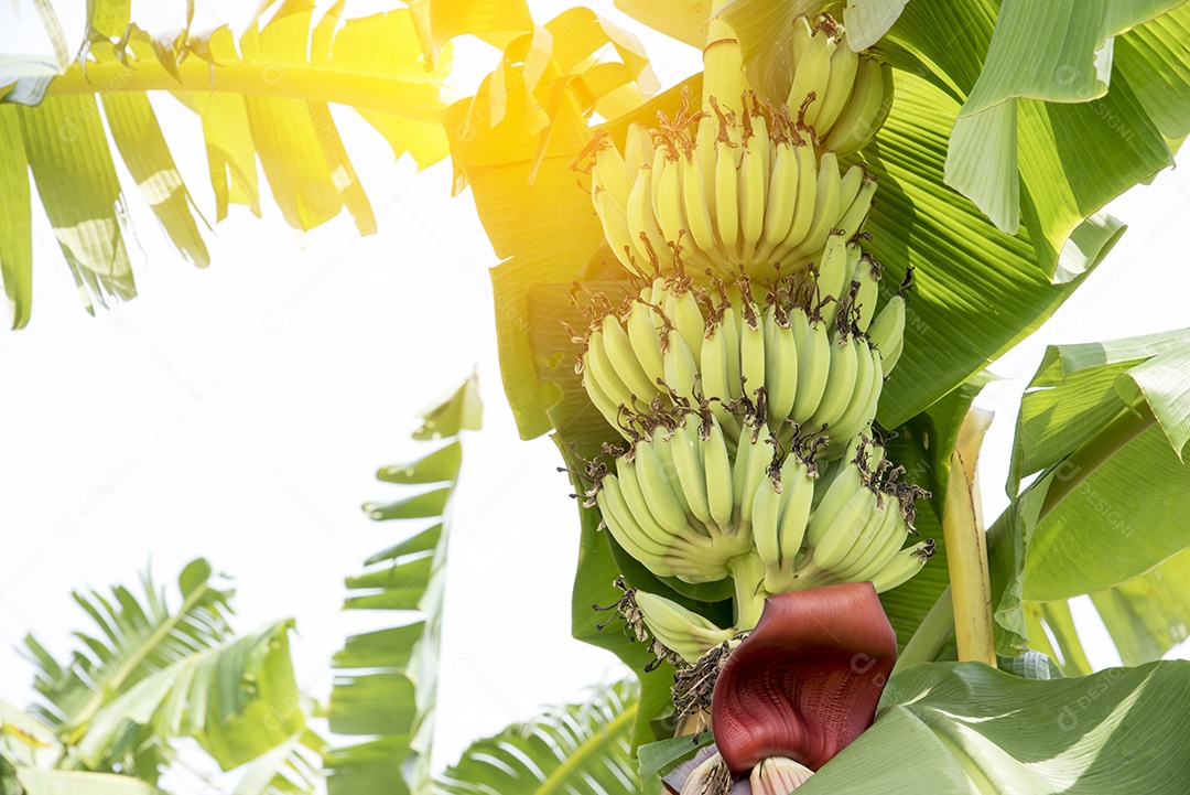 Banana crua com folhas de bananeira na natureza, conceito de fruta ou comida, conceito de ambiente.