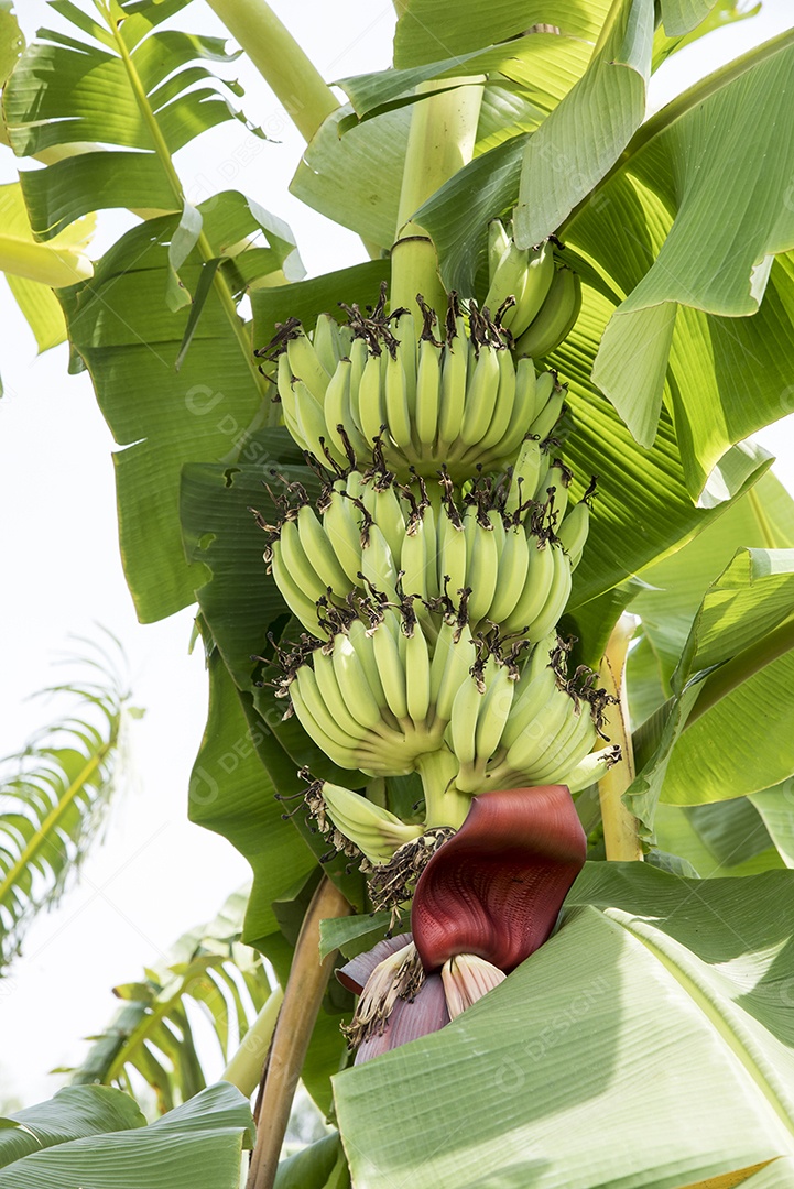 Banana crua com folhas de bananeira na natureza, conceito de fruta ou comida, conceito de ambiente.