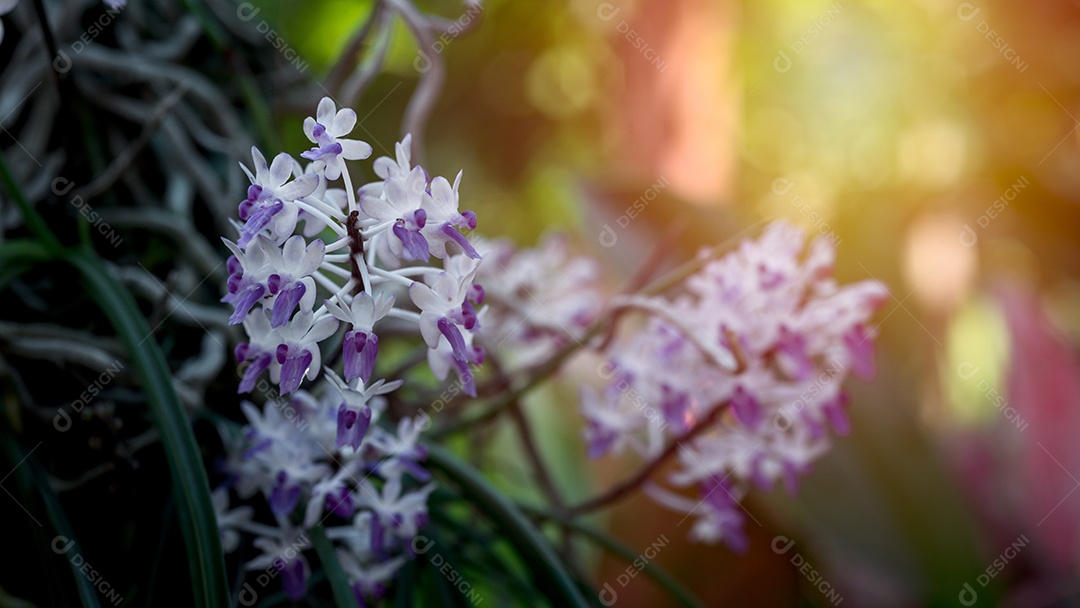 Árvore de orquídea selvagem florescendo roxo escuro