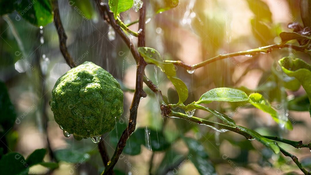 Uma grande fruta de limão kaffir pela manhã