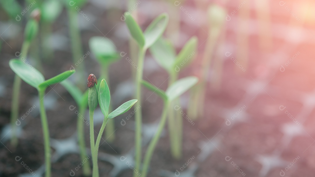 Muda da planta estava na caixa de plantio