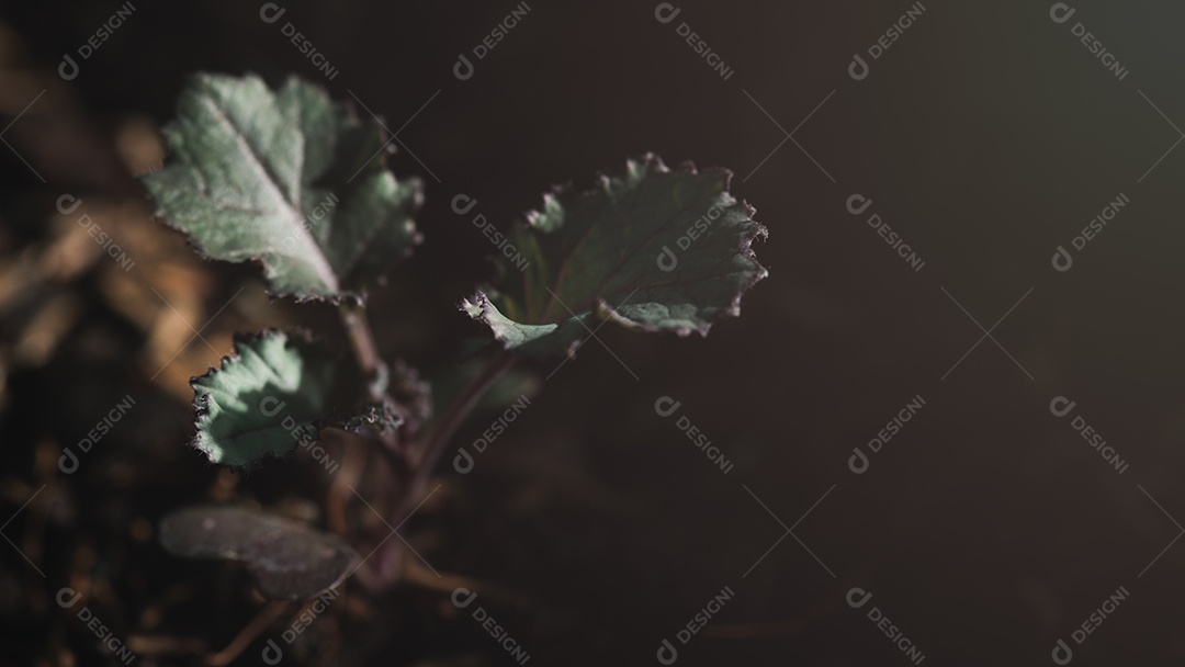 Pequenas plantas de couve estão crescendo.