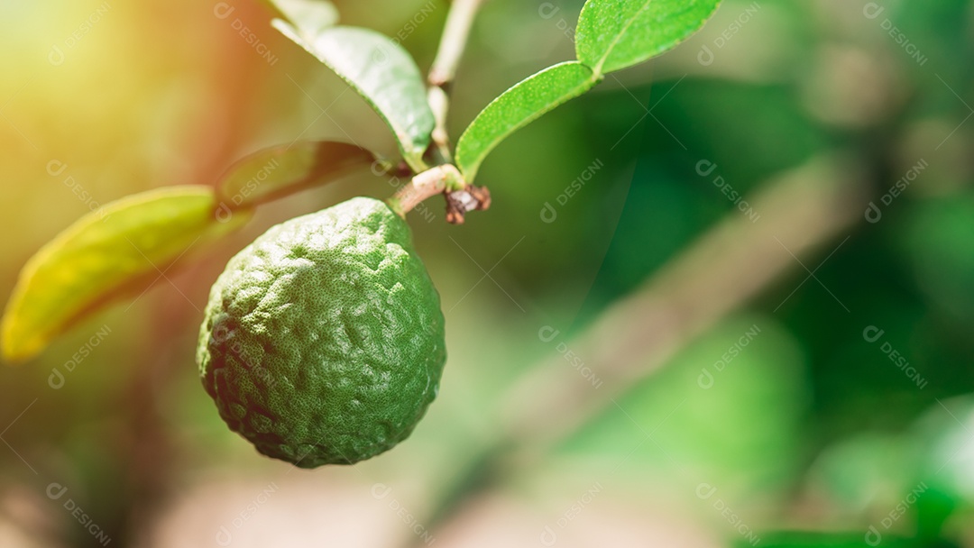 Fruta de limão kaffir crescendo no sol da manhã