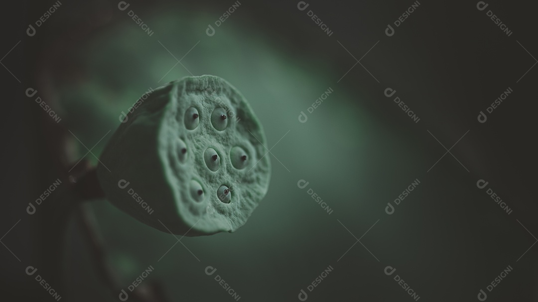 Imagens de close-up de sementes de lótus, espaço para texto.