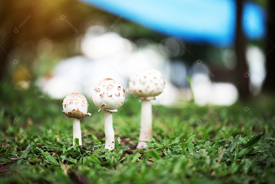 Cogumelos puffball crescendo na grama verde na floresta.