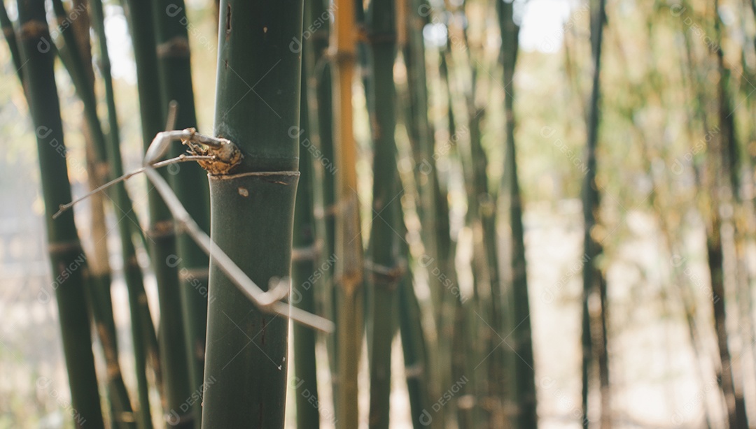 Troncos de árvores finas e hastes de bambu em uma floresta