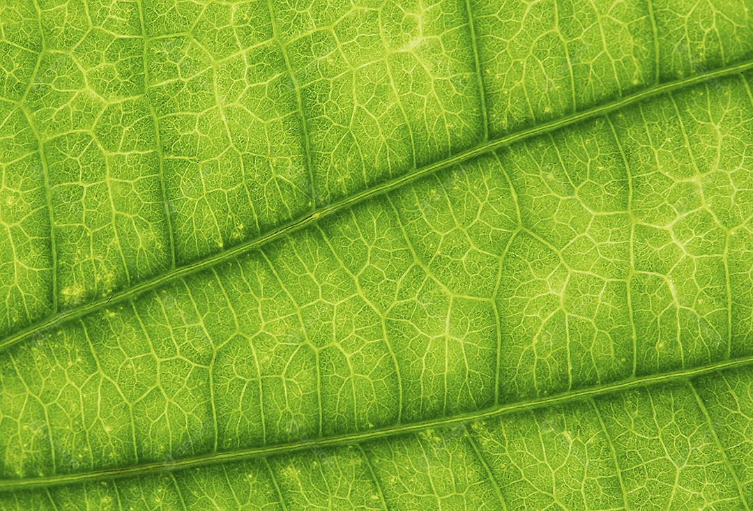 Fundo de textura de folha verde. fechar-se. conceito de natureza.