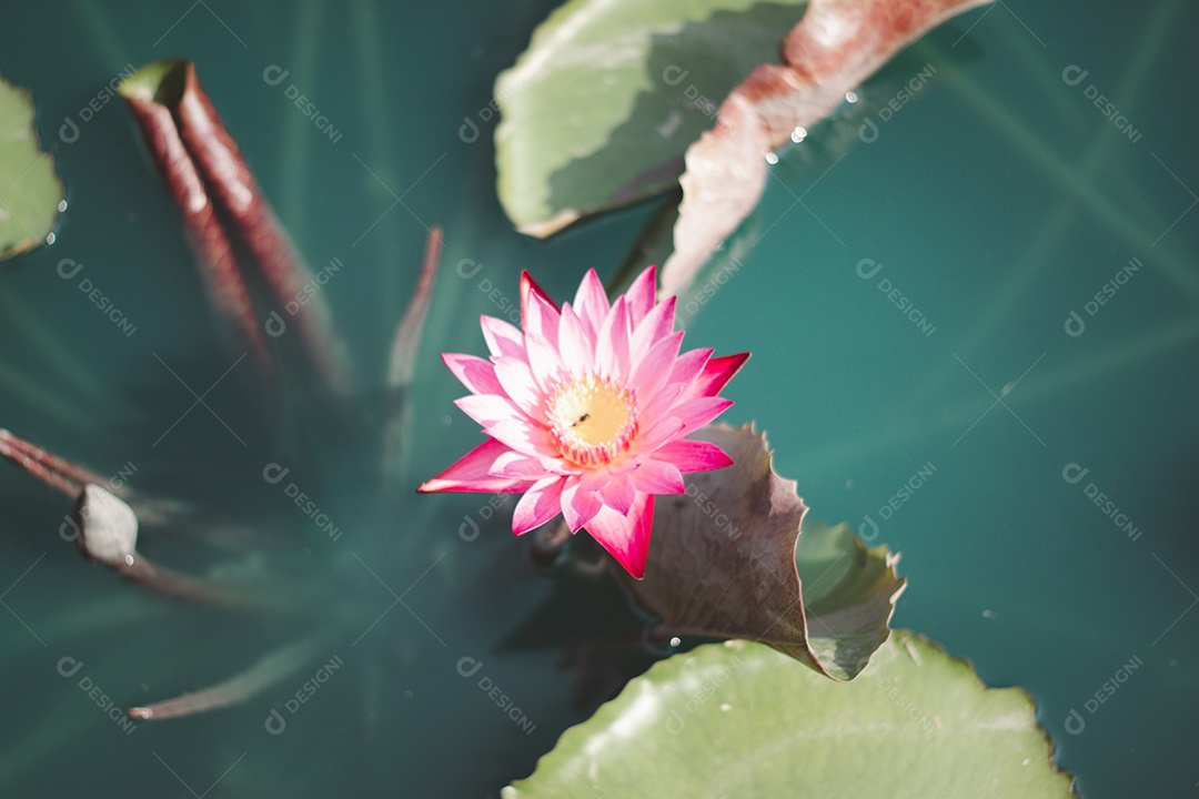 Linda folha de lótus perto da lagoa, fundo natural puro, lótus vermelho, flor de lótus na superfície da água e folhas aquosas verdes escuras.