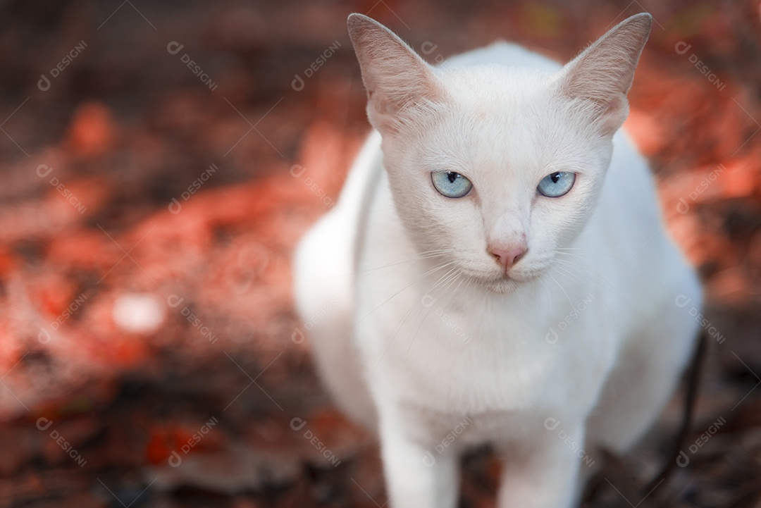 O gato branco está olhando e sentado no chão vermelho feito de folhas vermelhas de plátano no parque.