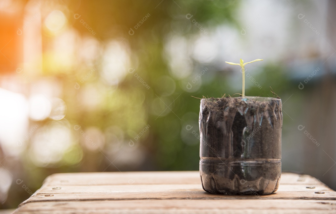 Small plant in plastic bottle on wooden floor.