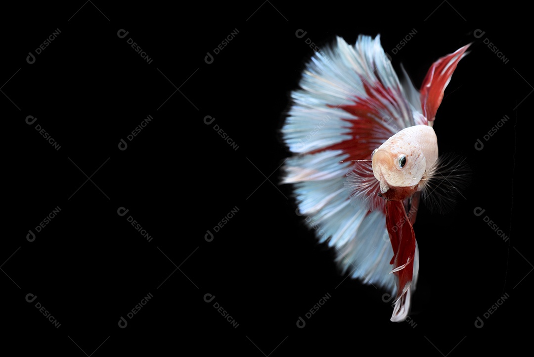 Meio peixe-lutador siamês Betta vermelho e azul, Betta splendens .