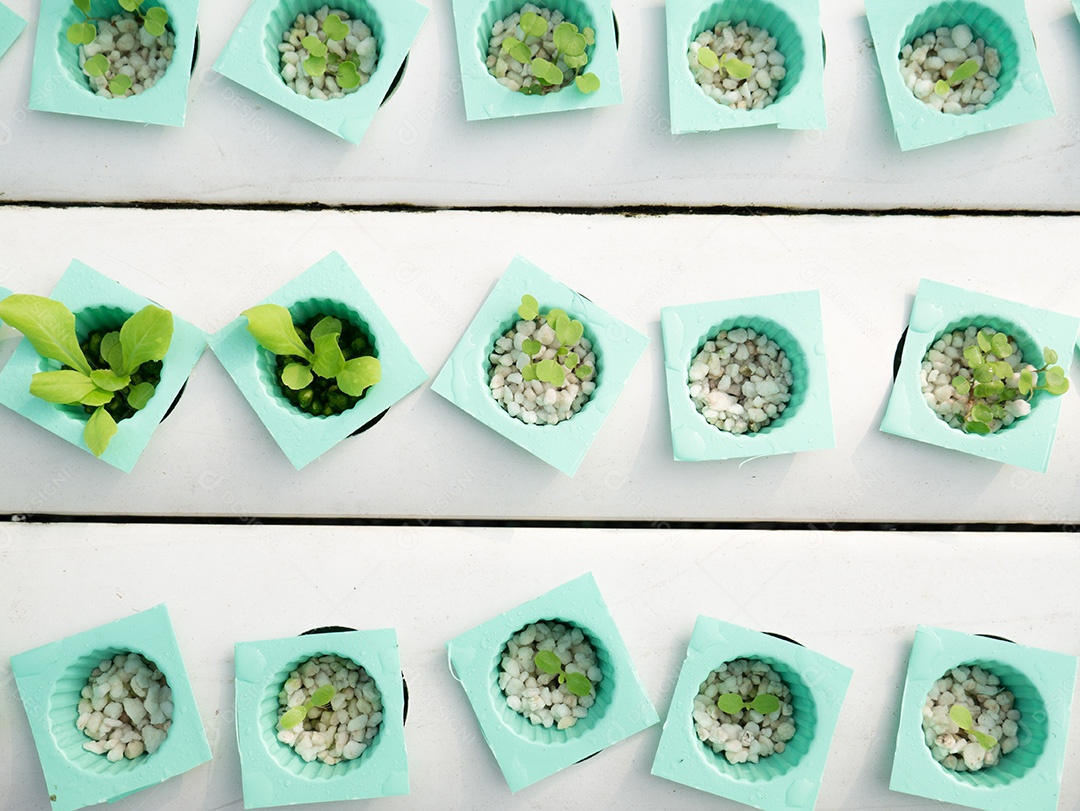 Pequena planta em vaso verde. Planta verde na fazenda de hidroponia. Agro.