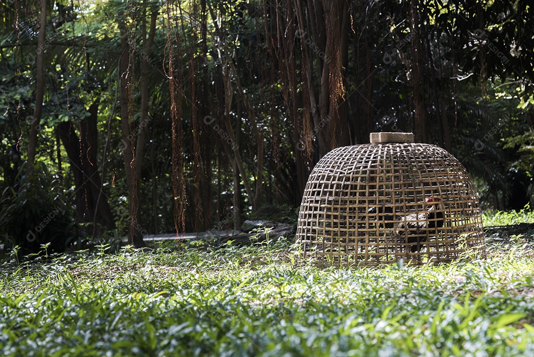Frango em galinheiro de madeira. Conceito de animal e natureza. galo de briga.