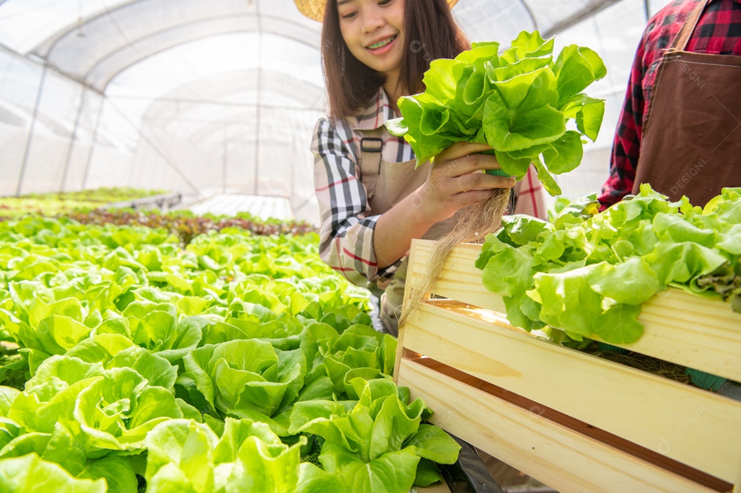 Agricultor orgânico de hidroponia de mulher asiática e funcionário coletando.