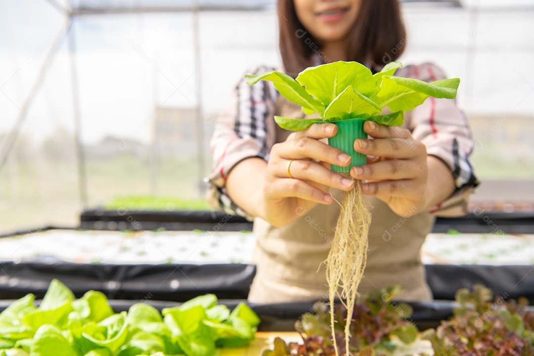 Jovem fazendeiro orgânico de hidroponia asiática coletando sal de legumes.