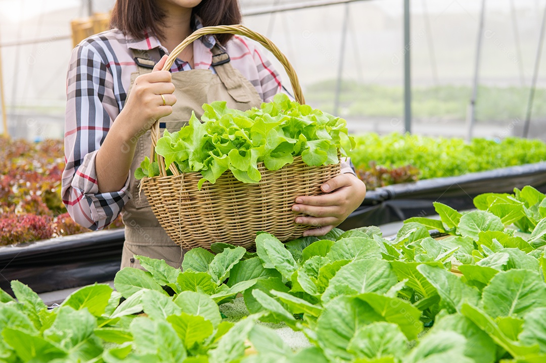 Jovem fazendeiro orgânico de hidroponia asiática coletando sal de legumes.