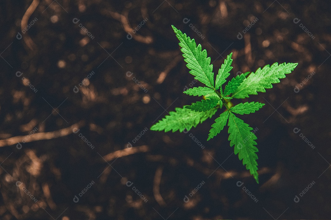 Maconha jovem em fundo marrom escuro com folhas de cannabis.