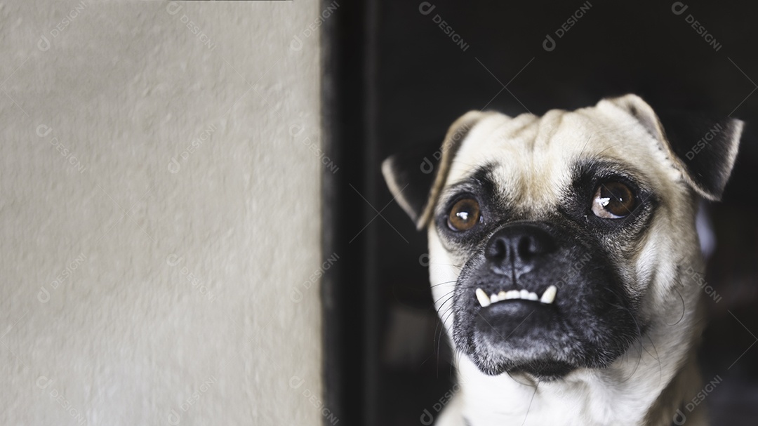 Cão Pug olhando para cima e esperando o dono voltar para casa depois do trabalho.