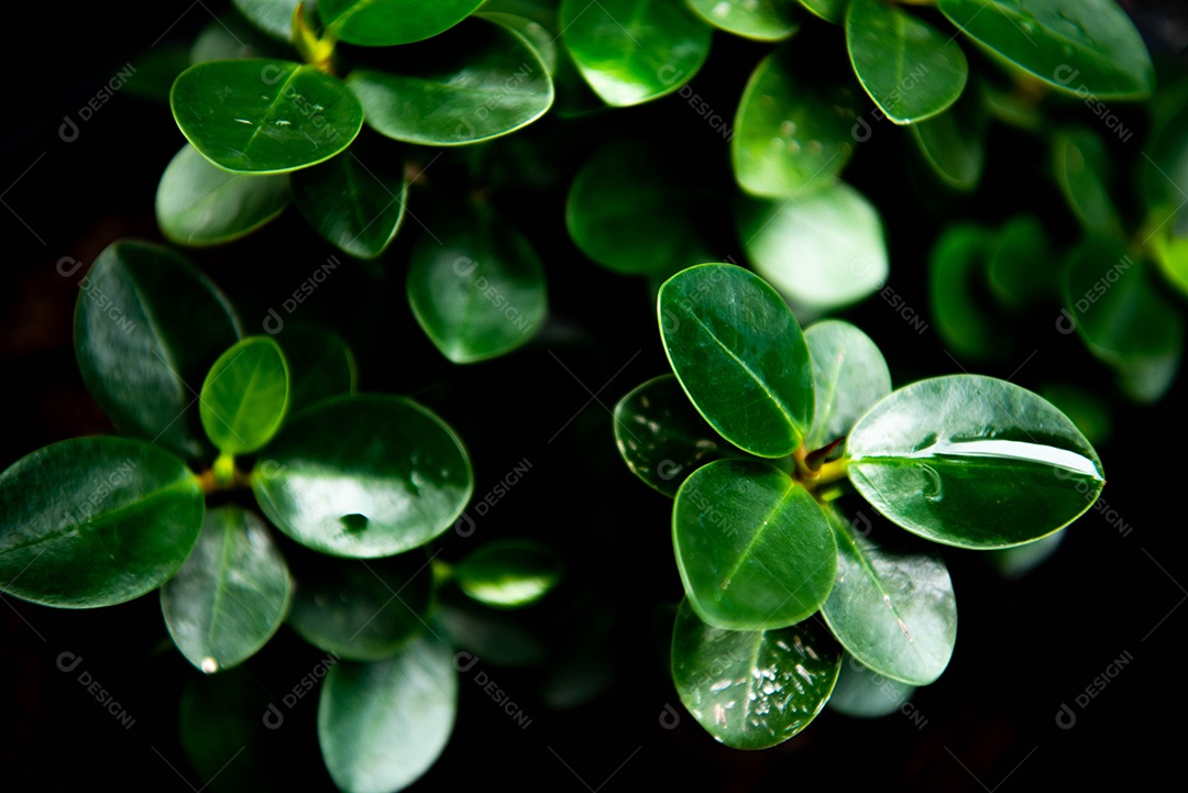 Folhas verdes com água na folha. Tom baixo chave abstrato moderno.