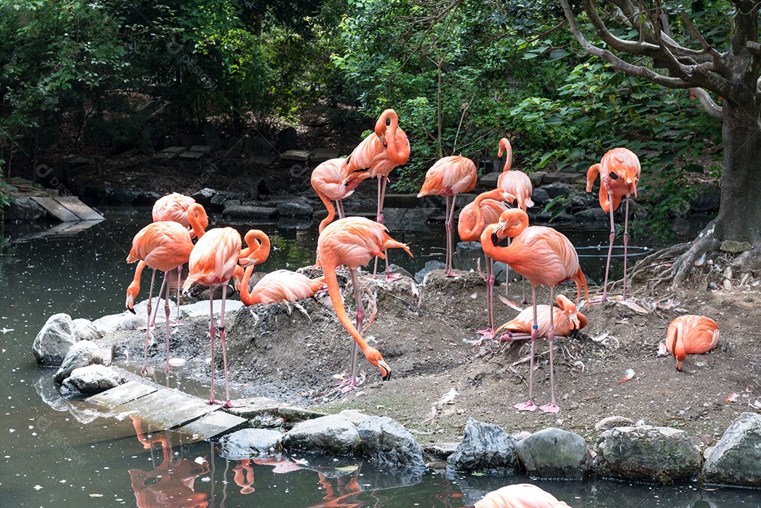 Bando de flamingos cor de rosa na lagoa. Pássaro e conceito animal de vida selvagem. Vida natural do flamingo.